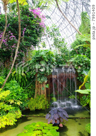 熱帯植物園 熱帯植物園 7991409