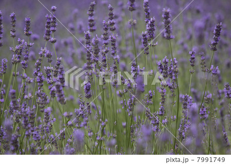 ラベンダー 7991749