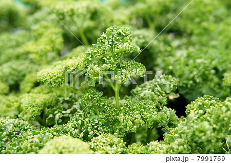 パセリ パセリ 7991769