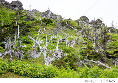 日光白根山の森林限界 7991823