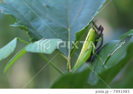 コバネイナゴ 7991985