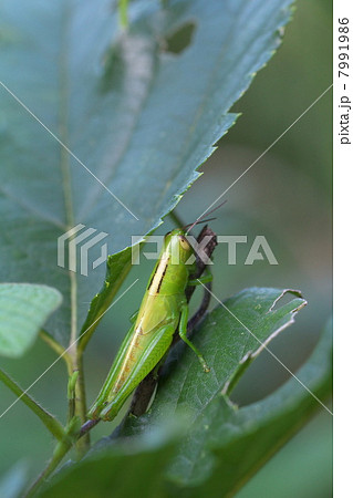 コバネイナゴ 7991986