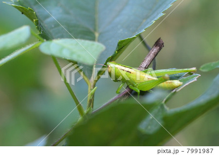 コバネイナゴ 7991987