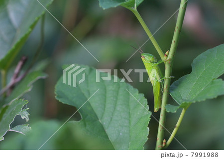コバネイナゴ 7991988