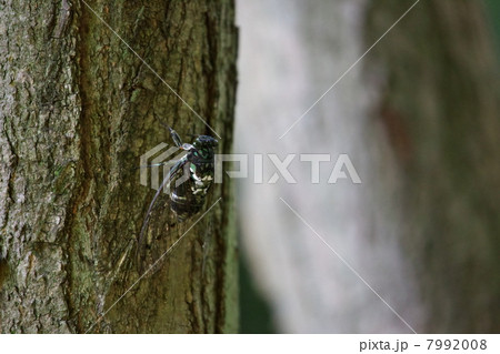 ミンミンゼミ 7992008