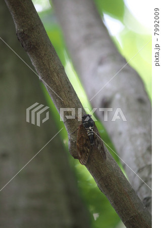 アブラゼミ 7992009