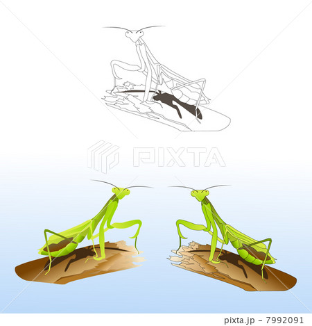 Praying mantis 7992091