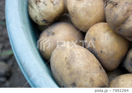 採れたてのじゃがいも 7992264
