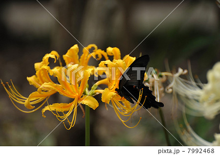 黄色の彼岸花 7992468