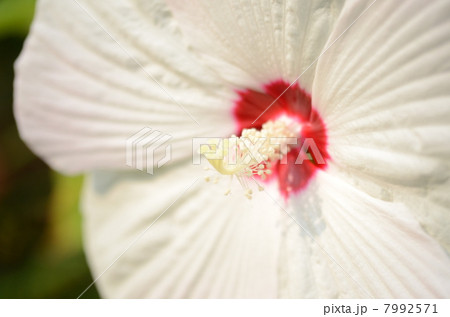 芙蓉 7992571