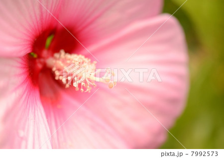 芙蓉 芙蓉 7992573
