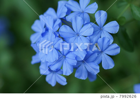 瑠璃茉莉ルリマツリ　初夏から秋まで綺麗です。 7992626