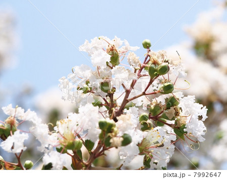 サルスベリ Crepe Myrtle Blooms サルスベリ Crepe Myrtle Blooms 7992647