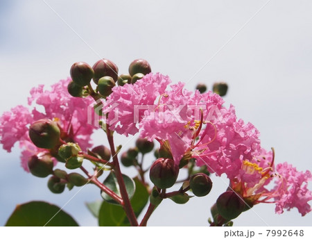 サルスベリ　Crape Myrtle 7992648