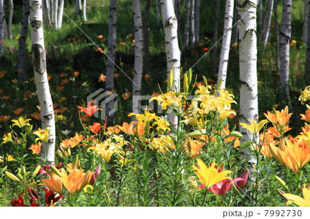 白樺とゆり 7992730