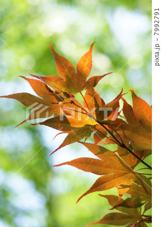 色鮮やかな新緑のモミジ(赤い葉)と種子 色鮮やかな新緑のモミジ(赤い葉)と種子 7992791