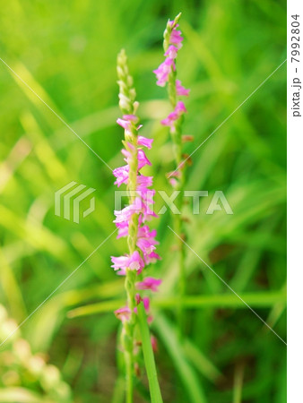 ネジバナ 花言葉 秘密の思い出 Spiranthes Sinensis Var Amoenaの写真素材