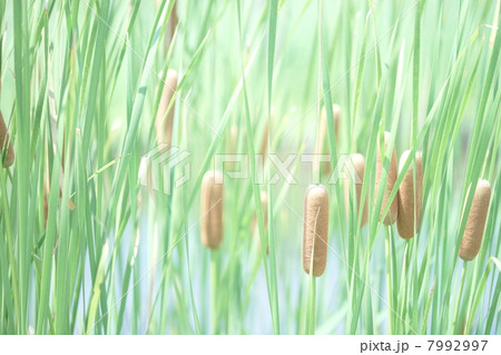 ガマノホ ガマノホ 7992997