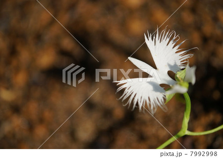 サギソウ 7992998