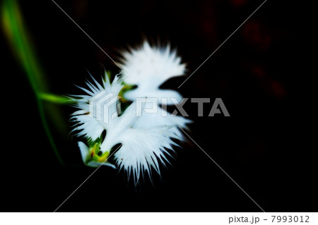 サギソウ 7993012