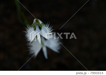 サギソウ 7993014