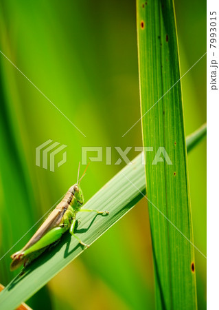 ハネナガイナゴ 7993015