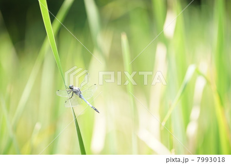 シオカラトンボ 7993018