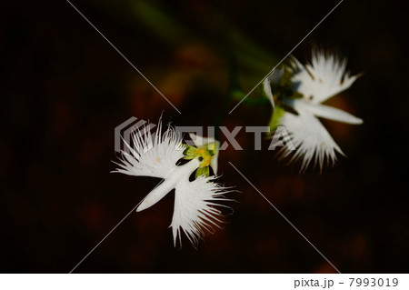 サギソウ サギソウ 7993019