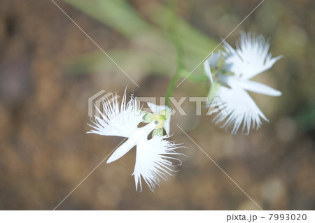 サギソウ 7993020