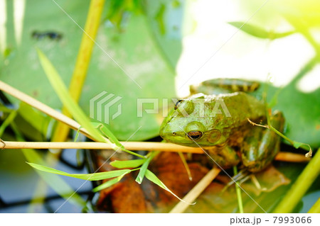ウシガエル 7993066