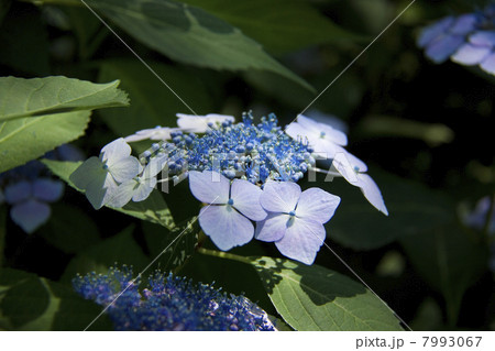 あじさい 7993067