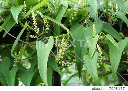 夏の野の花・ヤマノイモのかわいい花蕾・横位置 7993177