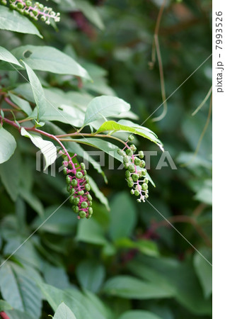 洋種山牛蒡　ヨウシュヤマゴボウと申します。 7993526