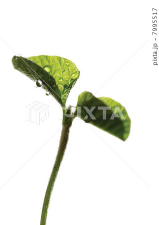 Germinating Germinating 7995517