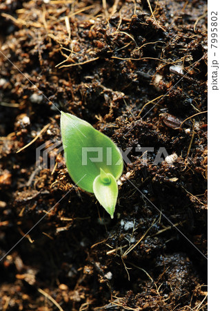 Germinating 7995802