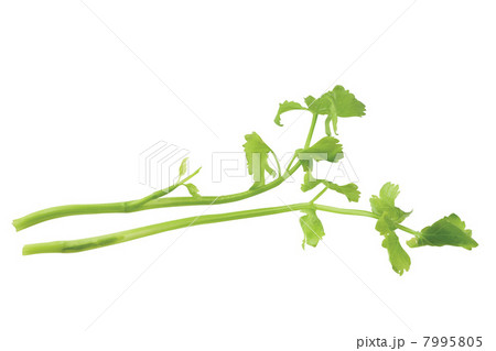 Caraway Caraway 7995805