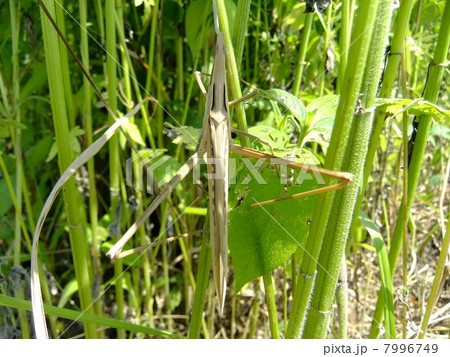 ショウリョウバッタ　雌 7996749