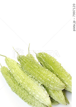 収穫したゴーヤ 収穫したゴーヤ 7997120