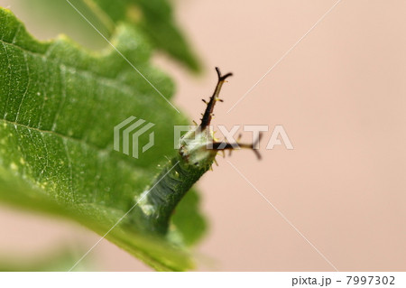 アカボシゴマダラの幼虫 アカボシゴマダラの幼虫 7997302