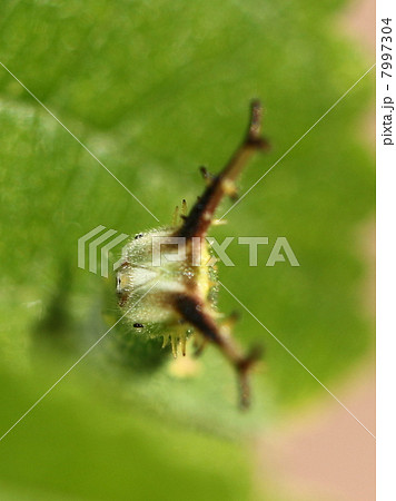 アカボシゴマダラの幼虫 7997304