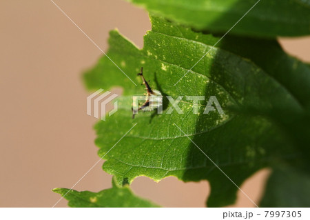 アカボシゴマダラの幼虫 アカボシゴマダラの幼虫 7997305