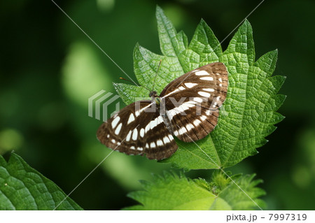 コミスジ 7997319