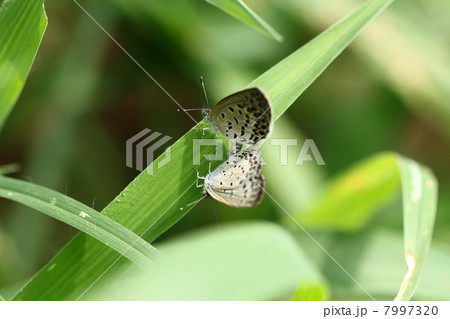 ヤマトシジミの交尾 7997320