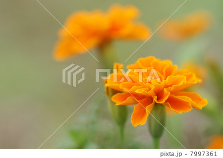 オレンジ色のマリーゴールド 7997361
