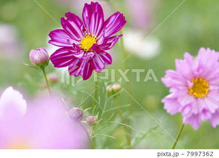 コスモス 7997362