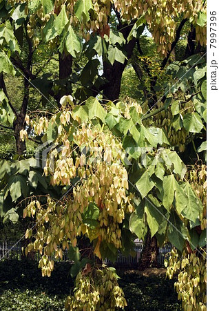 アオギリの果実 7997396