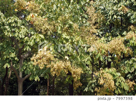 たくさんの実を付けたアオギリ たくさんの実を付けたアオギリ 7997398