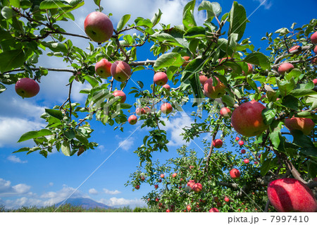 りんごと岩木山 7997410
