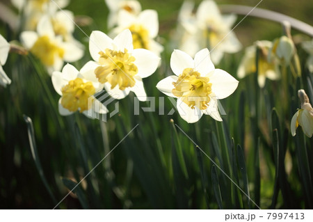 喇叭水仙 7997413