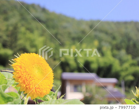 八重咲きのひまわり 7997710